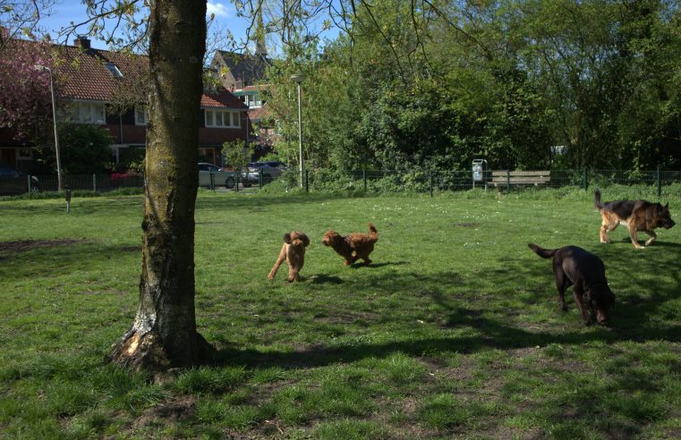 “Het mooiste hondenveldje van Amersfoort” – dat Soesterkwartierders met elkaar verbindt