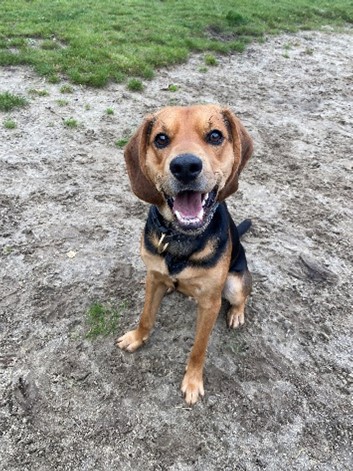 Beschermd: Honden als verbindende schakel in Pathmos: “Ontstaan banden tussen mensen’’